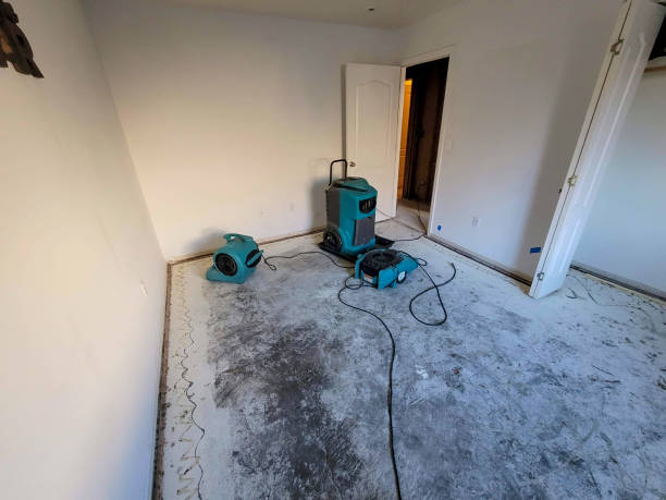 Best Professional water damage repair  in Cadiz, OH