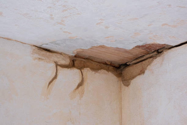 Best Mold removal after water damage  in Cadiz, OH